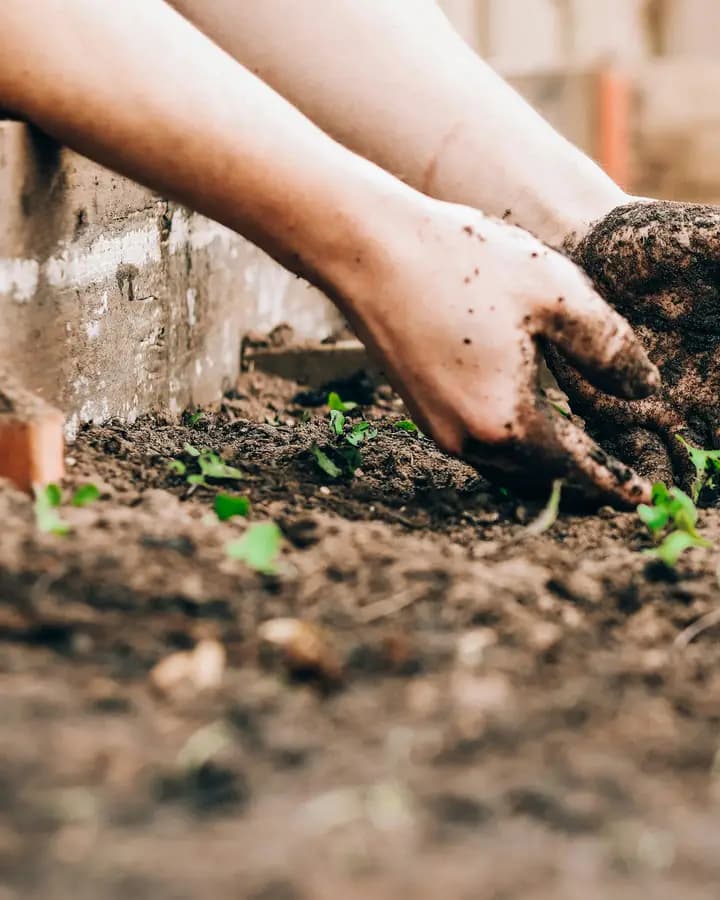 Hands planting a seedling in dark garden soil
