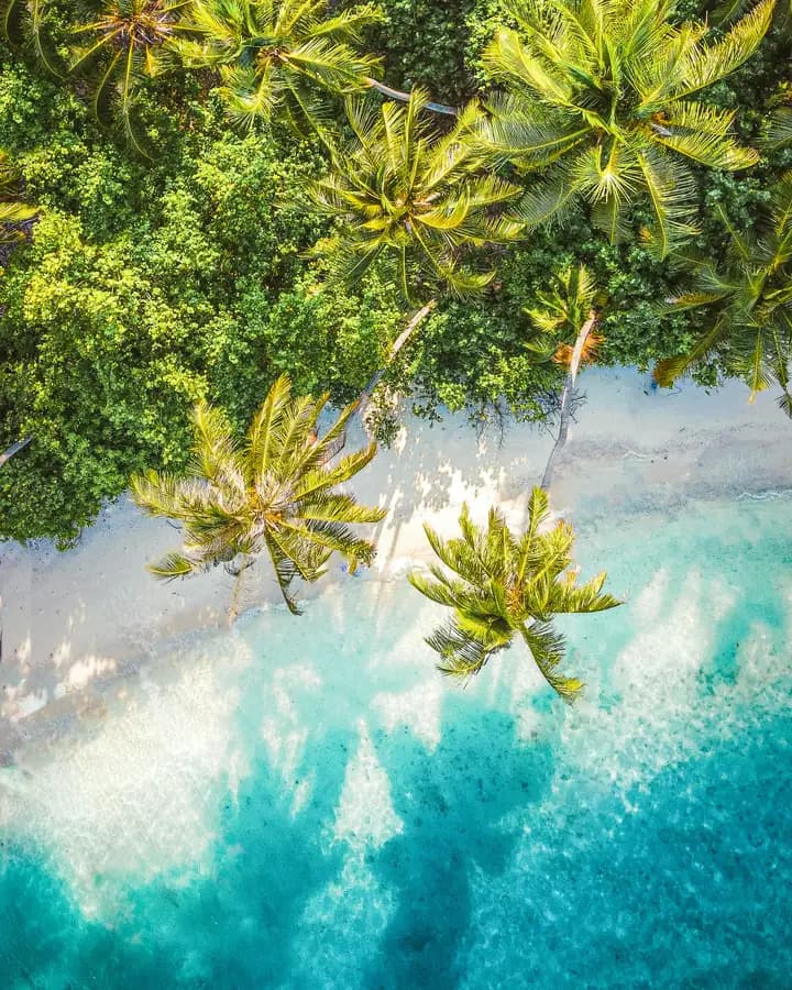 Tropical beach with palm trees seen from above